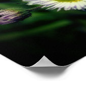 Wild Fleabane Daisy Flower Close Poster (Hoek)