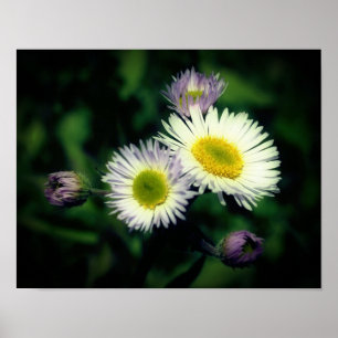 Wild Fleabane Daisy Flower Close Poster