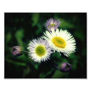 Wild Fleabane Daisy Flower Close Up 8x10 Foto Afdruk
