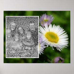 Wild Fleabane Daisy Flower Lijst Uw foto toevoegen Poster