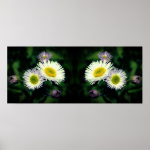 Wild Fleabane Daisy Flowers Spiegel Abstract Poster