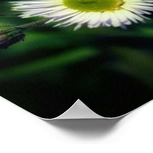Wild Fleabane Daisy Flowers Spiegel Abstract Poster (Hoek)