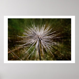 Wild flower poster