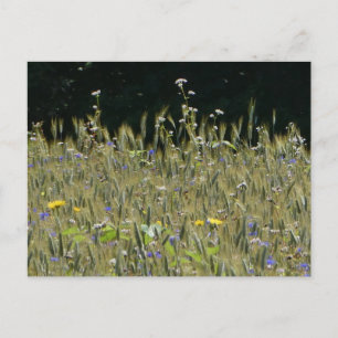 Wild Flowers Field & Blue Cornflowers DIY Briefkaa Briefkaart