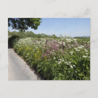 Wild flowers Herefordshire Briefkaart