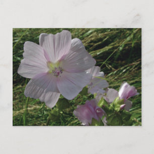 Wild Flowers No. 3   BRIEFKAARTEN