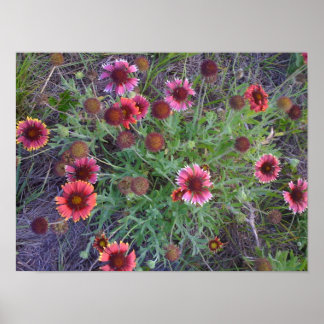 Wild Flowers Poster