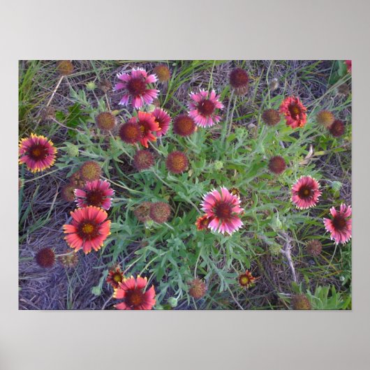 Wild Flowers Poster (Voorkant)