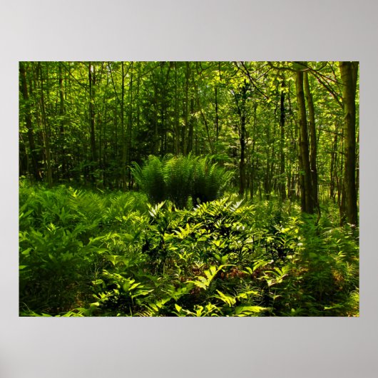 Wild Forest Ferns Poster (Voorkant)