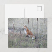 Wild Fox Briefkaart (Voorkant / Achterkant)