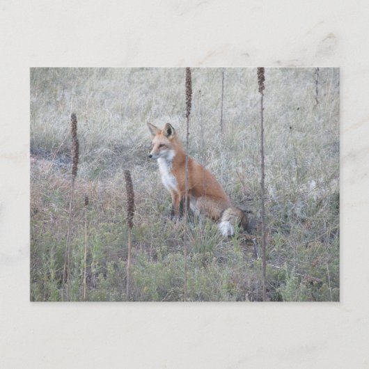 Wild Fox Briefkaart (Voorkant)