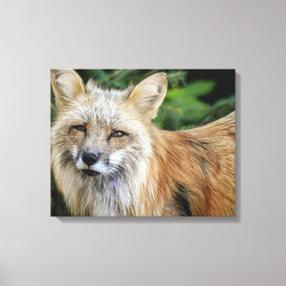 Wild Fox Canvas Afdruk