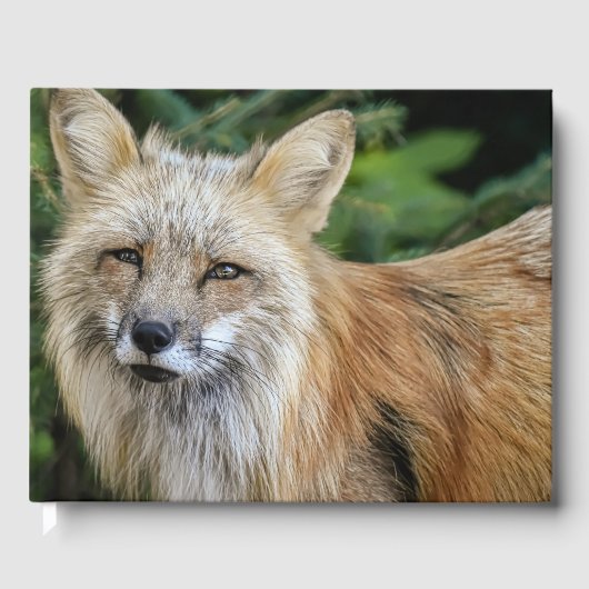 Wild Fox Gastenboek (Voorkant)