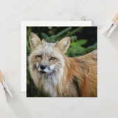 Wild Fox Kaart (Voorkant / Achterkant in situ)