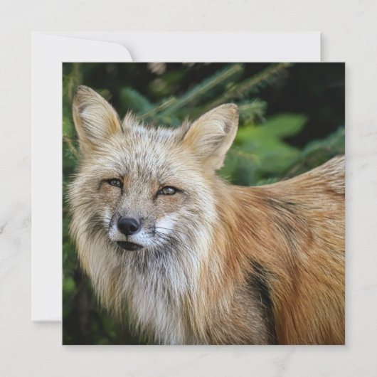 Wild Fox Kaart (Voorkant)