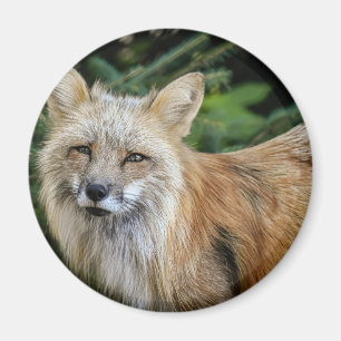 Wild Fox Magneet
