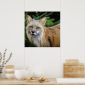 Wild Fox Poster (Keuken)