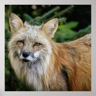 Wild Fox Poster