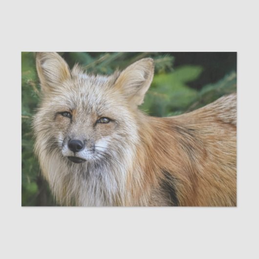 Wild Fox Tissuepapier (Voorkant)