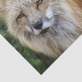 Wild Fox Tissuepapier (Detail)