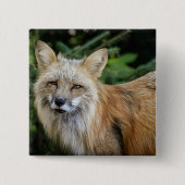 Wild Fox Vierkante Button 5,1 Cm (Voorkant)