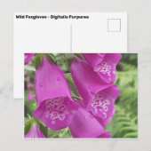 Wild Foxgloves - Digitalis Purpurea Briefkaart (Voorkant / Achterkant)