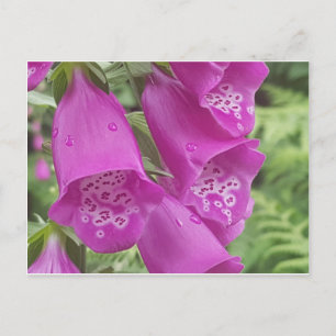 Wild Foxgloves - Digitalis Purpurea Briefkaart