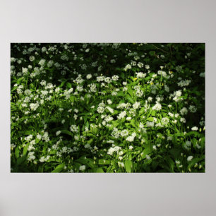 Wild Garlic Poster