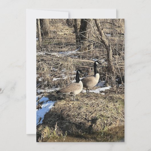 Wild Geese (Voorkant)