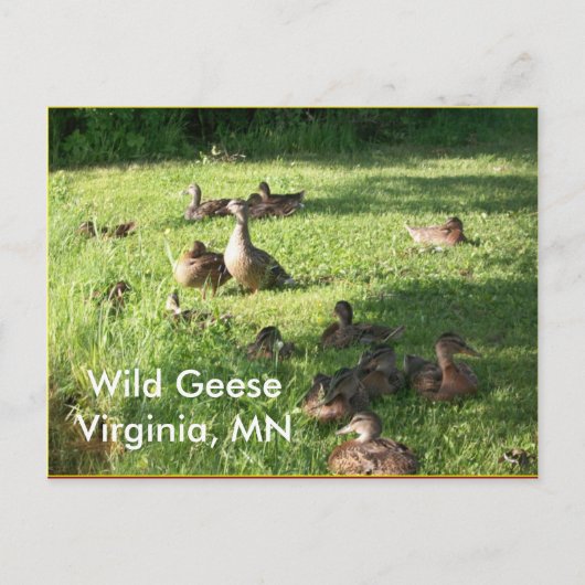 Wild Geese Briefkaart (Voorkant)