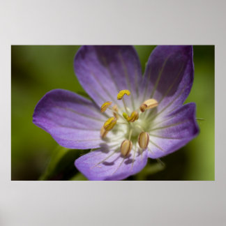 Wild Geranium Poster