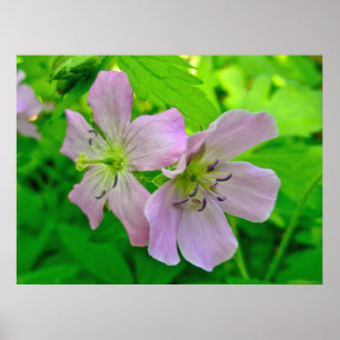 Wild Geranium reeks overeenkomende items Poster