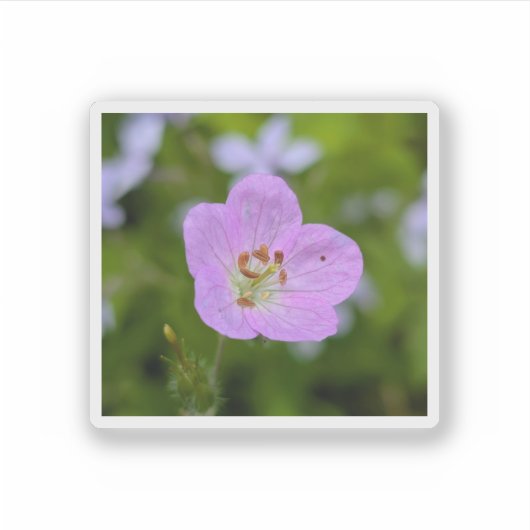 Wild Geranium Whisper — Nature Sticker (Devant)