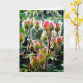 Wild Geranium zaad pods Kaart (Gele Bloem)