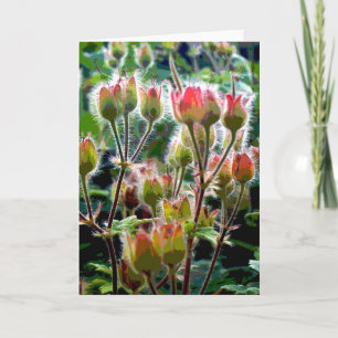 Wild Geranium zaad pods Kaart