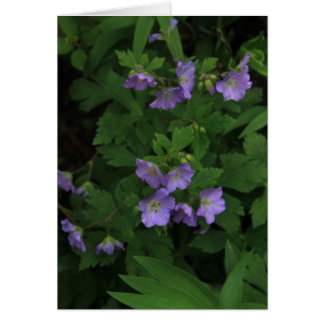 Wild Geraniums