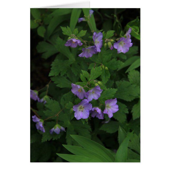 Wild Geraniums (Voorkant)