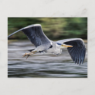 Wild Gray Heron Bird in Flight Foto Briefkaart
