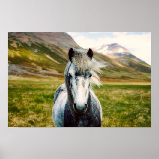 Wild Gray Horse Poster (Voorkant)