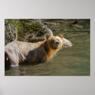 Wild Grizzly Beer in de Orford Poster