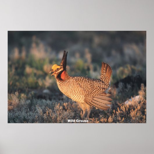 Wild Grouse Poster (Voorkant)