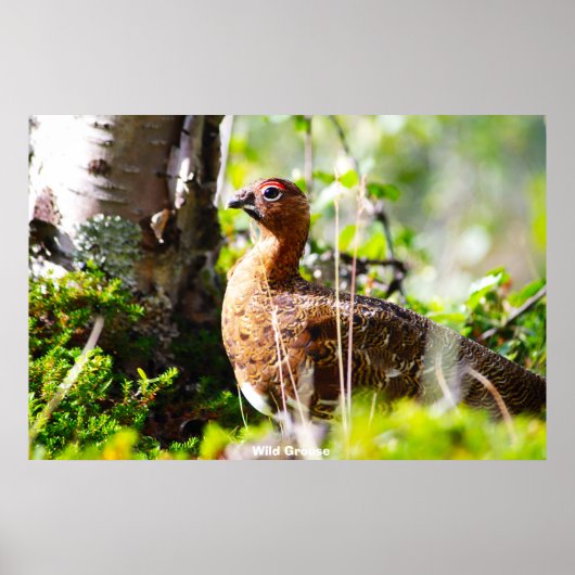 Wild Grouse Poster (Voorkant)