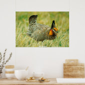 Wild Grouse Poster (Keuken)