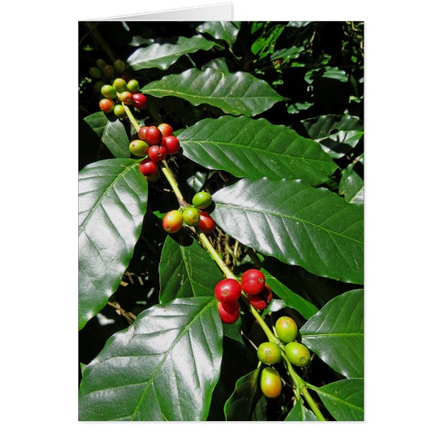Wild Hawaiian Coffee (Voorkant)