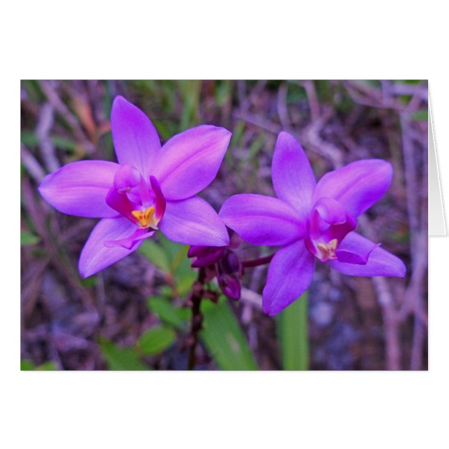 Wild Hawaiian Orchids (Voorkant Horizontaal)
