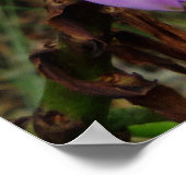 Wild Hawaiian Orchids Poster (Hoek)