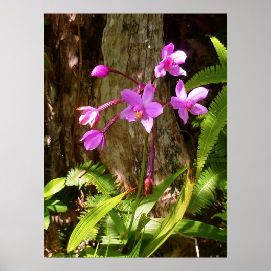 Wild Hawaiian Orchids Poster (Voorkant)