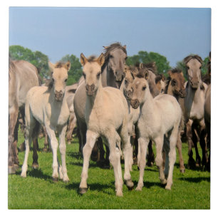 Wild Herd Grullo Color Dulmen Horses Foals Foto / Tegeltje