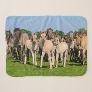 Wild Herd Grullo Colored Dulmen Horals Foto Sherpa Deken