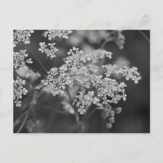 "Wild Hog Weed" Briefkaart